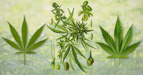Naming-cannabis-Sensi-Seeds-blog-600x315.jpg