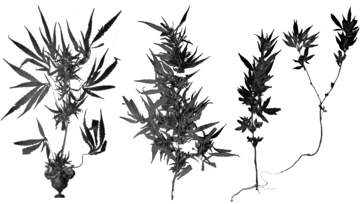 Figure-1-Type-specimens-of-Cannabis.jpg