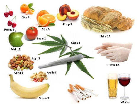 13181-allergie-croisee-cannabis.jpg