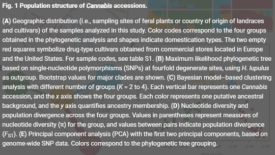 Fig.1 population structure of cannabis accessions.PNG