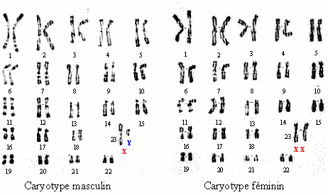 Caryotype1.gif