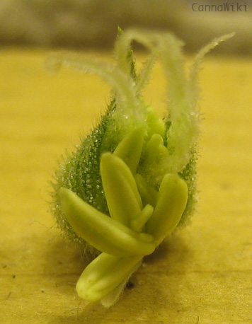monoica hermafrodita.jpg