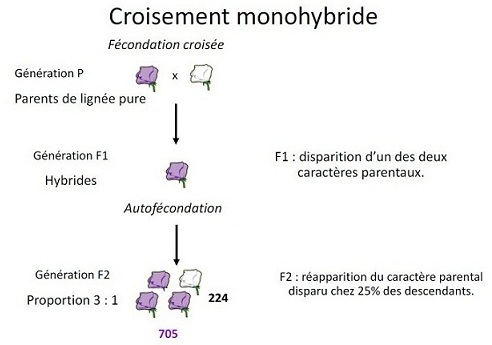 Capture croisement monohybride et ratios phénotypiques en F1 et F2.JPG
