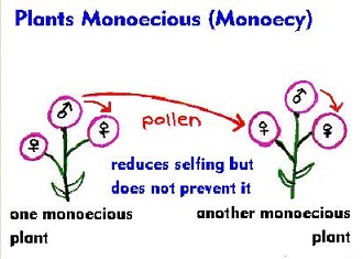 Capture reproduction plants monoïques.JPG