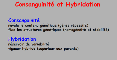 Capture consanguinité hybridation.PNG