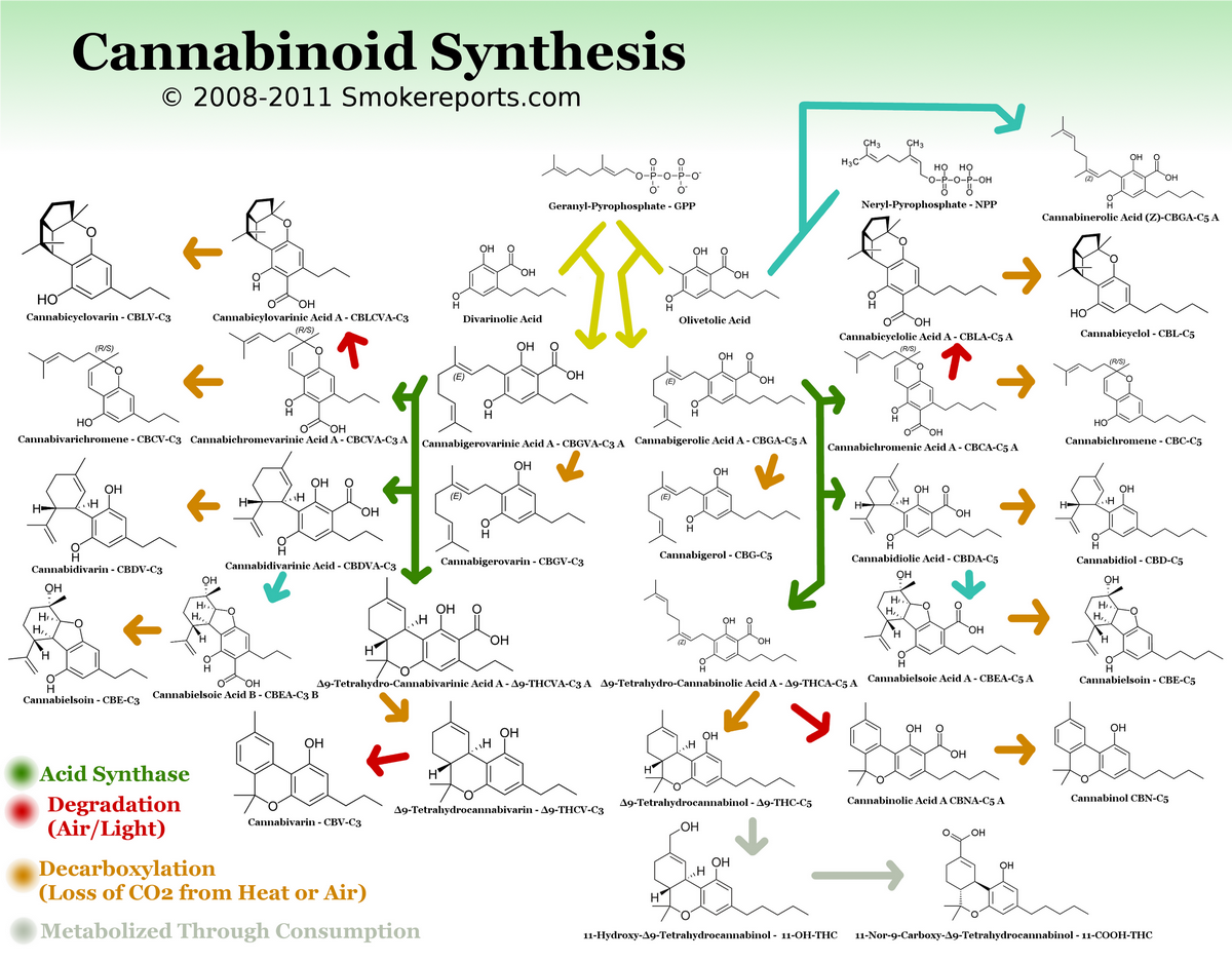 voie-de-synthèse-des-cannabinoïdes-copia1.png