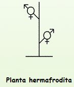 sexualité_plantes.herm.JPG