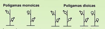 sexualité-plantes.polyg.JPG